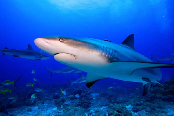 【水肺潛水安全嗎？】轉(zhuǎn)自PADI