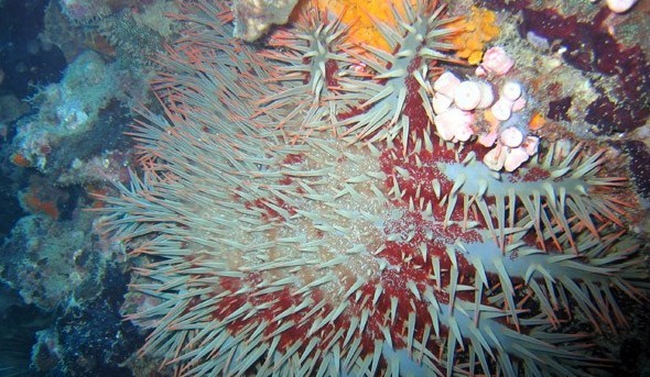 水下被海洋生物傷害到了該怎么辦？
